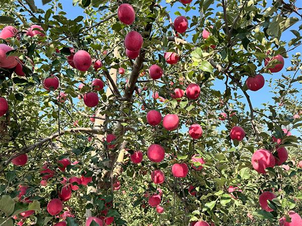 Apple Orchard Base