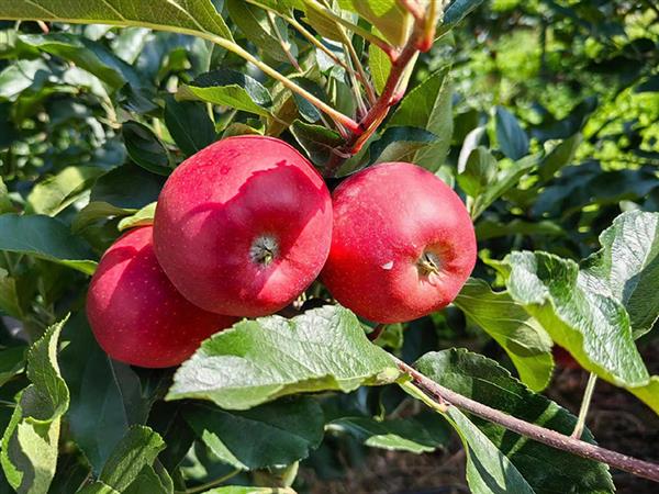 Schnico Red apple