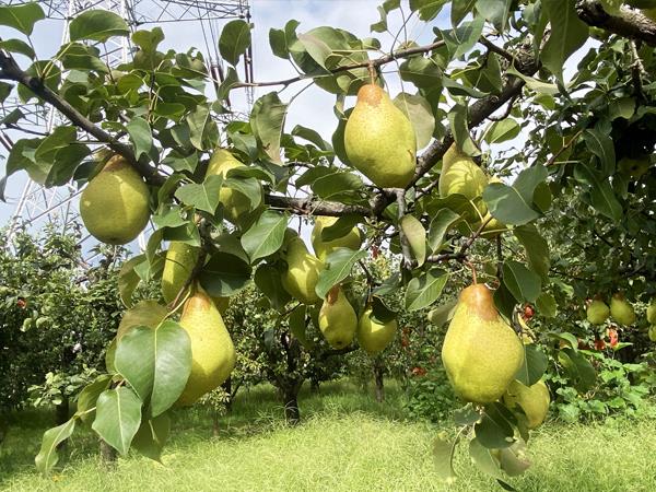 Pear orchard base