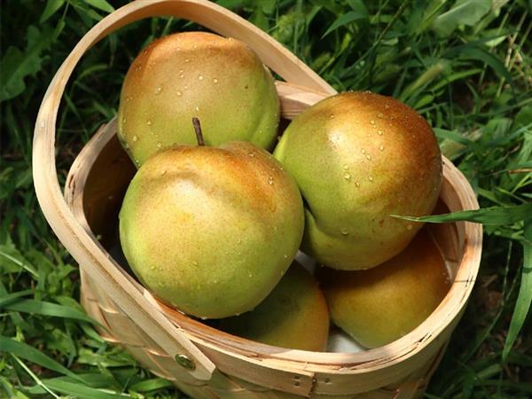 Yulu Pear