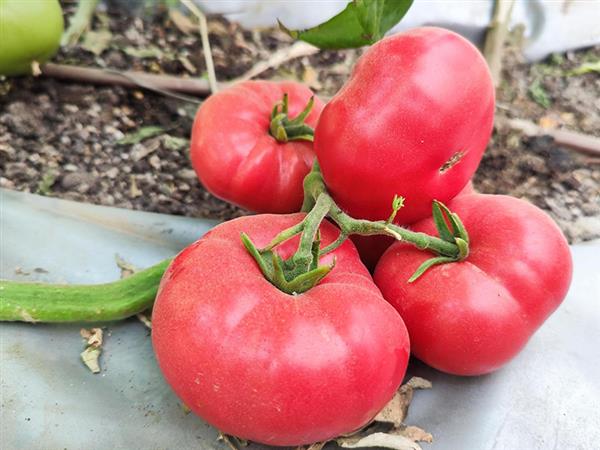 Jinta Tomatoes