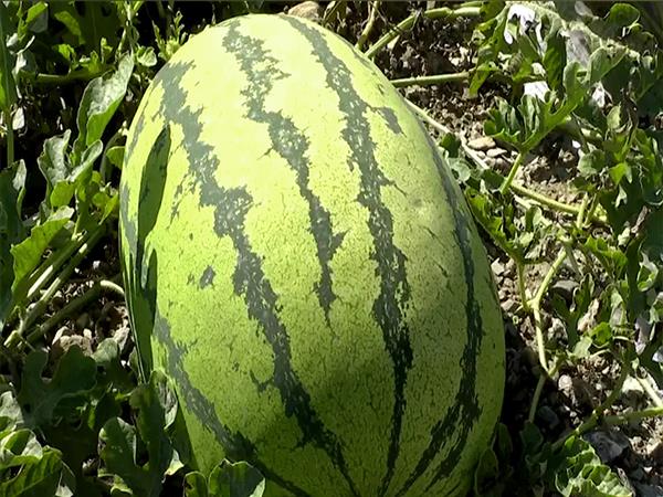 Jingyuan gravel-mulched watermelon