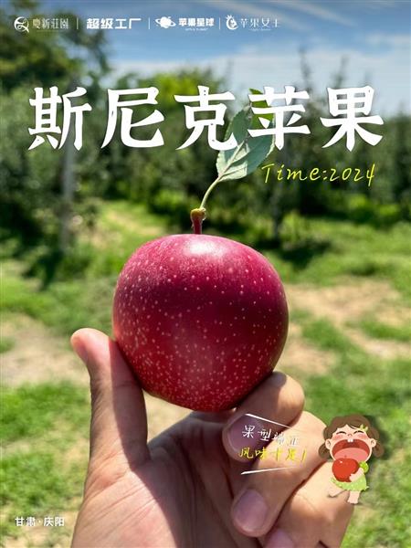 Premium Apples: Born of Exquisite Cultivation