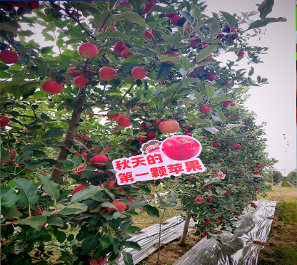 Walk in Schnico Red apple orchard (video)